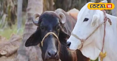 FMD Vaccination Drive in Ghaziabad from Jan 22: Protect Your Livestock!