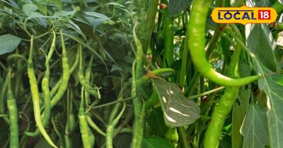 मिर्च की खेती 