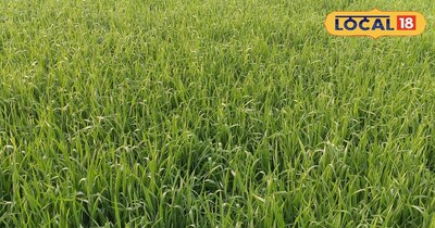 गेंहू की फसल 