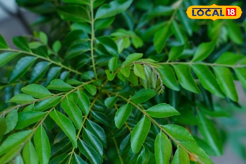 करी पत्ता 