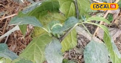 कई बीमारियों में है रामबाण