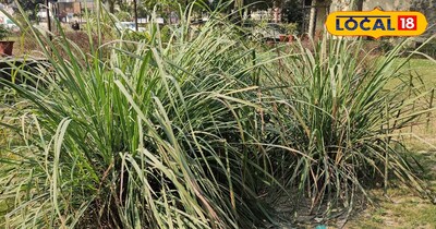 सुगंधित पौधे