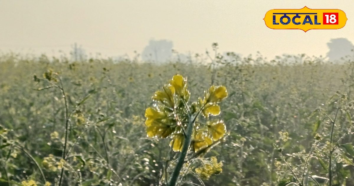 राजस्थान में सर्दी का आलम 