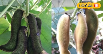 This itchy Kaunch plant is a powerful remedy for paralysis.