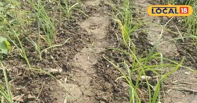 लहसुन की खेती।