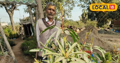 फ्री आम के पौधे मिल रहे.