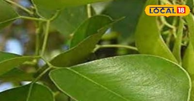 सेम के पत्ते सेहत के लिए होते हैं फायदेमंद।