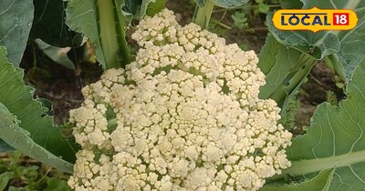 फूलगोभी की खेती 