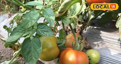 बाजार में इन किस्मो  की रहती है काफी डिमांड