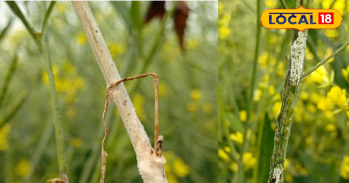 mustard white rust disease | sarson crop disease | agriculture news ...