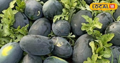 तरबूज खेती 