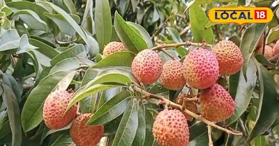 लीची की खेती 