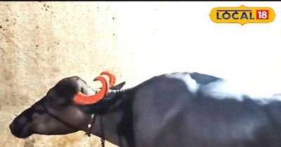 भैंस को खिलाते किसान 