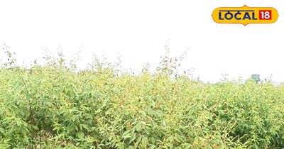 किसान के खेत में लगी फसल 