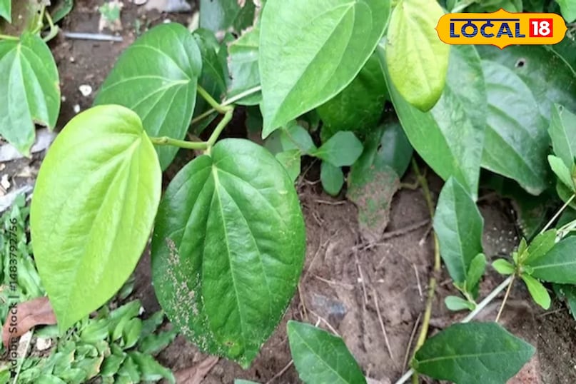 पान का पत्ता 