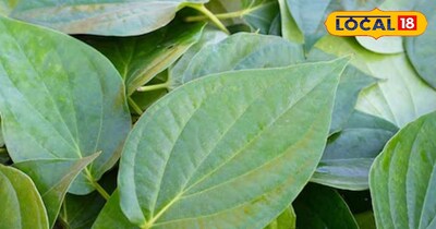 पान का पत्ता 