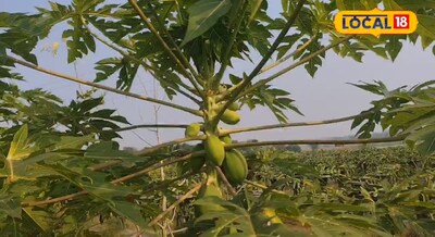 लाल मकड़ी ने कर दिया पपीते के पौधे में हमला या फिर फल में, इन बीमारियों से रखें
