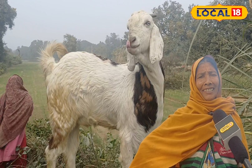 बकरी पालन