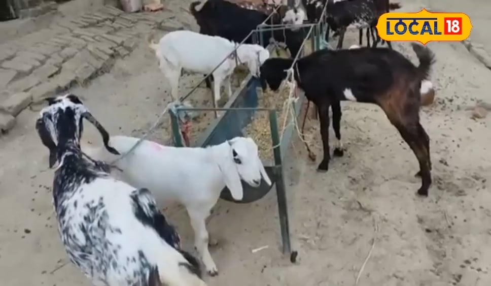 कम पूंजी, कम जोखिम, मुनाफा ज्यादा...आरसेटी निदेशक ने बताए 'गरीबों की गाय' पालने के फायदे, सरकार भी करती मदद