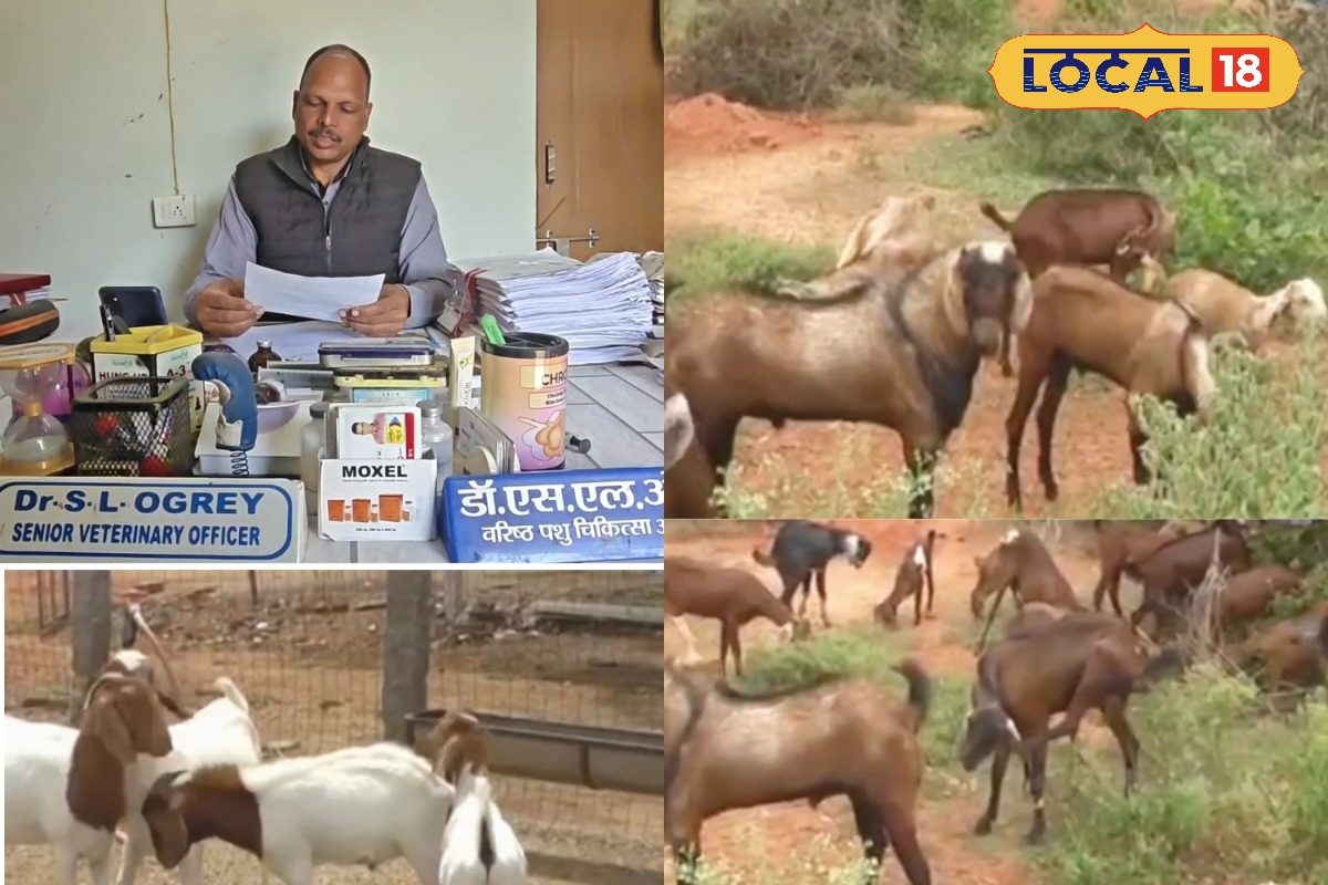 ठंड के मौसम में ये 3 टीके जानवरों के लिए वरदान, जल्दी लगवा लें, वरना हो सकता है नुकसान