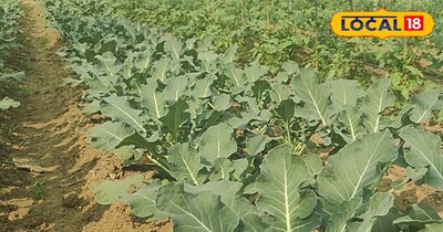 ब्रोकली कि खेती