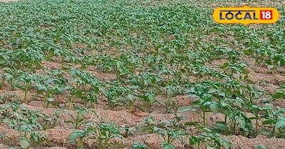 आलू की फसल