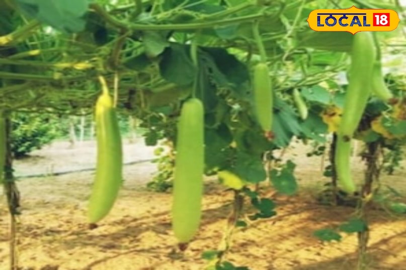 Moradabad news, hindi news, local news, up news, Moradabad news, Hindi news, local news, UP news. Moradabad news, hindi news, local news, up news, Moradabad news, Hindi news, local news, UP news.