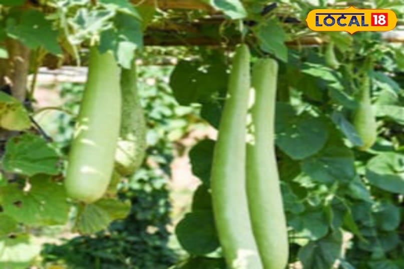 Moradabad news, hindi news, local news, up news, Moradabad news, Hindi news, local news, UP news. Moradabad news, hindi news, local news, up news, Moradabad news, Hindi news, local news, UP news.