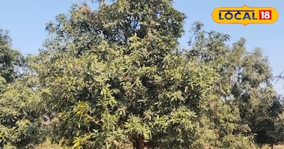 आम मे मंजर से पहले करे यह कार्य