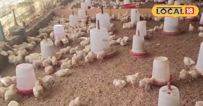 मुर्गी पालन