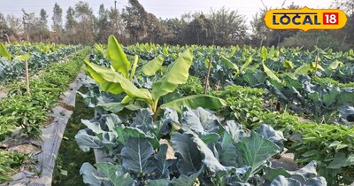 सहफसली खेती से मुनाफा 