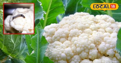 गोभी से बिना रासायनिक दवाई का इस्तेमाल करें सुंडी को करें खत्म