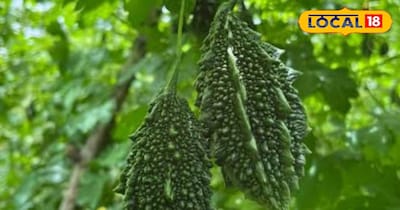 करेले की खेती