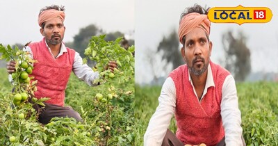 टमाटर की खेती से बंपर मुनाफा 
