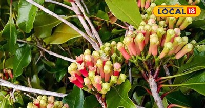 लौंग का पौधा 