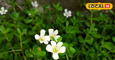 ब्राह्मी बूटी मस्तिष्क के लिए संजीवनी है.