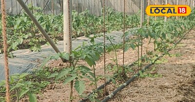 लटकन विधि से टमाटर की खेती