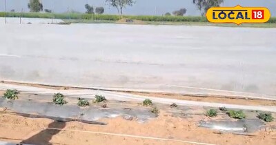 सब्जी की फसल को किसानों ने ढका 