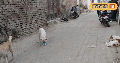 सड़क पर टहलते आवारा कुत्ते