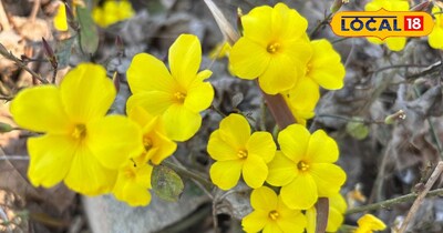 फ्योली फूल के आठ बड़े फायदे 