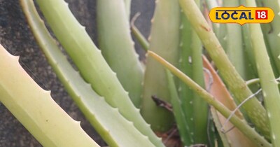 एलोवेरा का पौधा