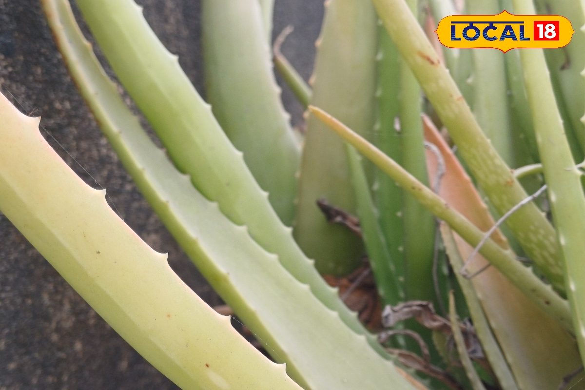 महंगी क्रीम फेल! गार्डन में मौजूद यह छोटा सा पौधा सर्दियों में आपके चेहरे को देगा पार्लर जैसा निखार