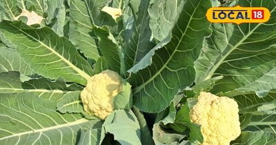 बाजारों में फूलगोभी की रहती है काफी डिमांड