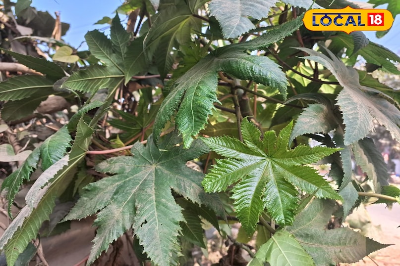 ক্যাস্টর উদ্ভিদ