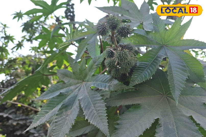 ক্যাস্টর উদ্ভিদ