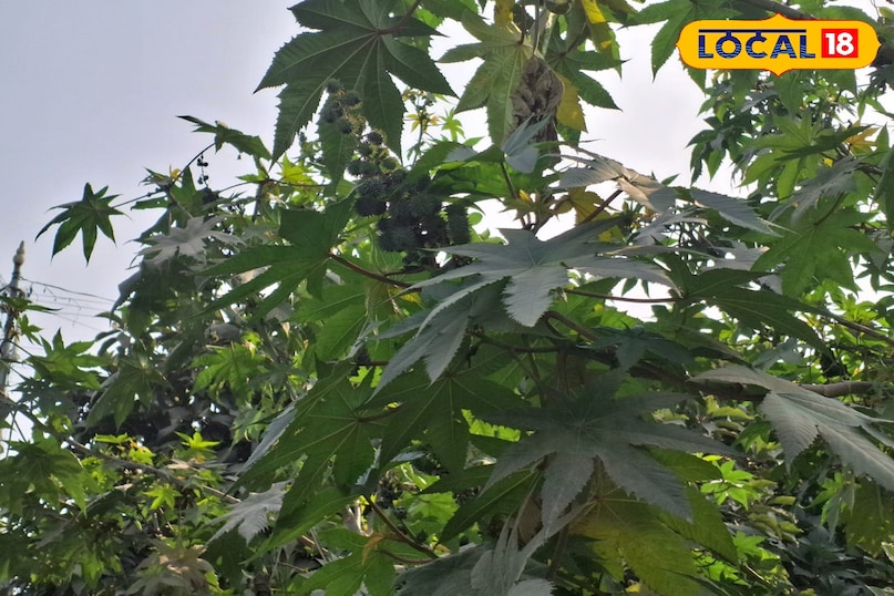 ক্যাস্টর উদ্ভিদ