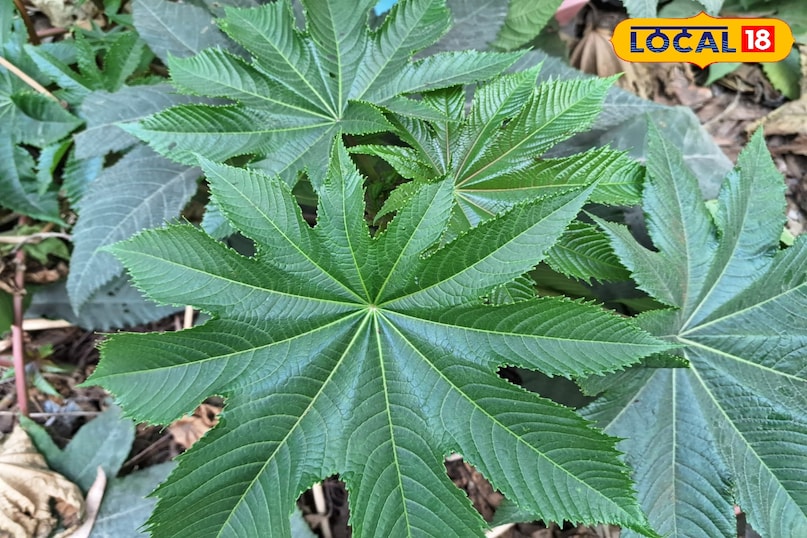 ক্যাস্টর উদ্ভিদ