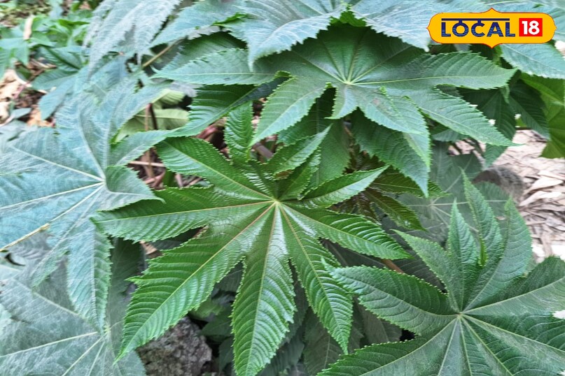 ক্যাস্টর উদ্ভিদ