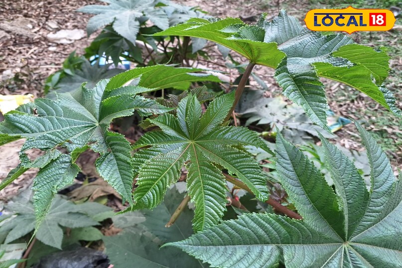 ক্যাস্টর উদ্ভিদ