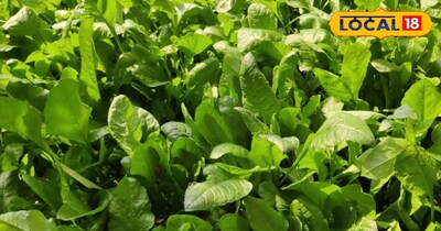 क्यारी में उगाएं हरा साग 